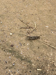 Aiolopus thalassinus tamulus