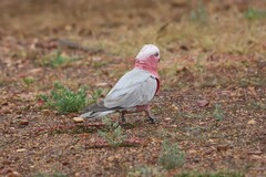 Eolophus roseicapilla albiceps