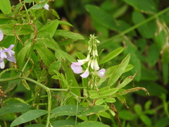 Galega officinalis