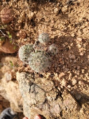 Mammillaria grahamii