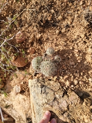 Mammillaria grahamii