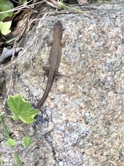Takydromus tachydromoides