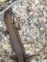 Takydromus tachydromoides