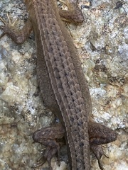 Takydromus tachydromoides