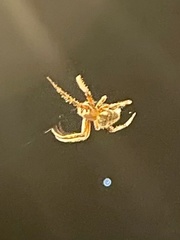 Araneus gemma