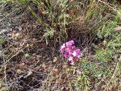 Boronia pinnata