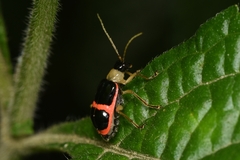 Paratriarius adonis