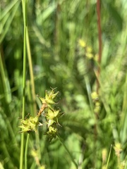 Carex interior