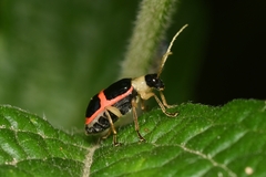Paratriarius adonis