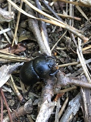 Geotrupes balyi