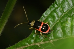 Paratriarius adonis