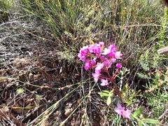 Boronia pinnata