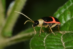 Paratriarius adonis