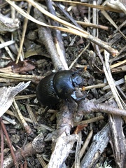 Geotrupes balyi