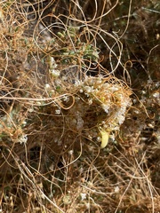 Cuscuta pacifica