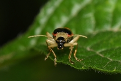 Paratriarius adonis