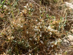 Cuscuta pacifica