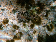 Polyplacophora