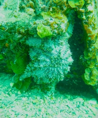 Coscinasterias muricata