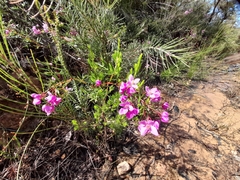 Boronia pinnata