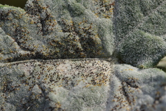 Erysiphe heraclei