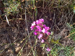 Boronia pinnata