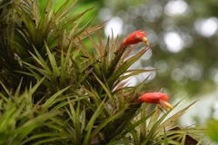 Guzmania angustifolia