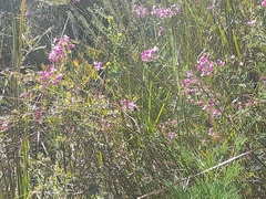 Boronia pinnata