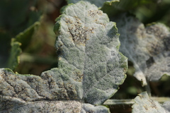 Erysiphe heraclei