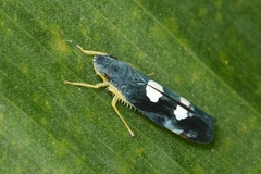 Cicadellini