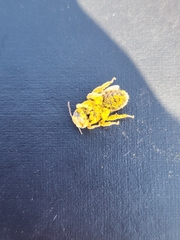 Halictus rubicundus