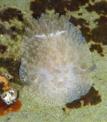 Acanthodoris rhodoceras