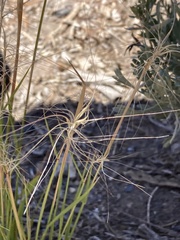 Elymus elymoides