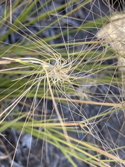 Elymus elymoides
