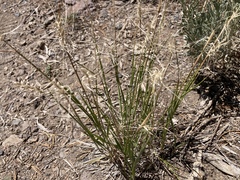 Elymus elymoides