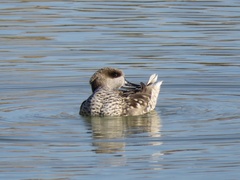 Marmaronetta angustirostris