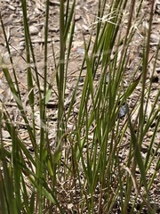 Elymus elymoides