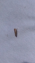 Omolicna