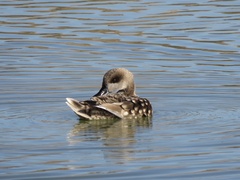 Marmaronetta angustirostris