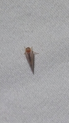 Omolicna