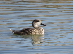Marmaronetta angustirostris