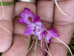 Dendrobium kingianum