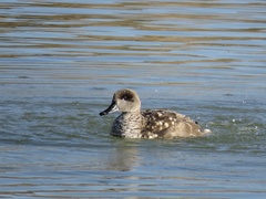 Marmaronetta angustirostris
