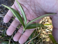 Dendrobium kingianum