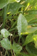 Erysiphe knautiae