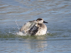 Marmaronetta angustirostris