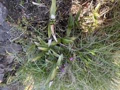Dendrobium kingianum