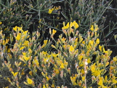 Genista acanthoclada