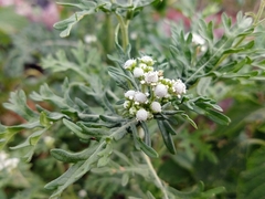 Parthenium