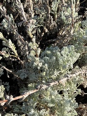 Artemisia pycnocephala